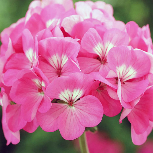 Geranium Flower Seeds ¨C Bright Blooming Ornamental Garden Variety