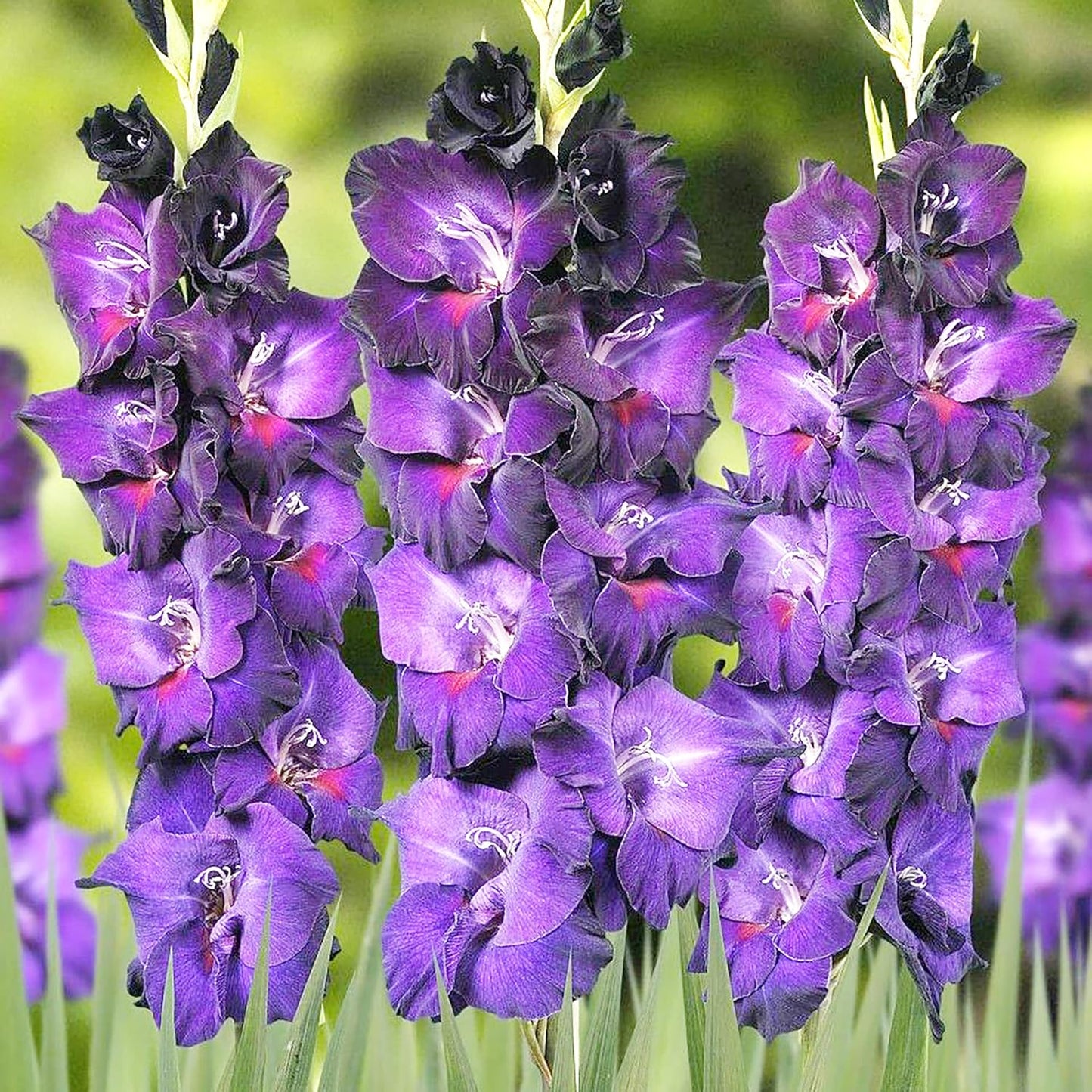 Gladiolus Flower Seeds for Planting ¨C Tall Blooming Ornamental Garden Variety Heirloom Non-GMO Seeds