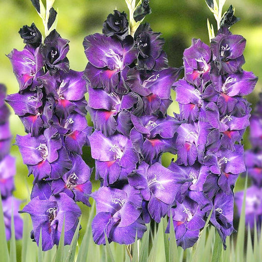Gladiolus Flower Seeds for Planting ¨C Tall Blooming Ornamental Garden Variety Heirloom Non-GMO Seeds