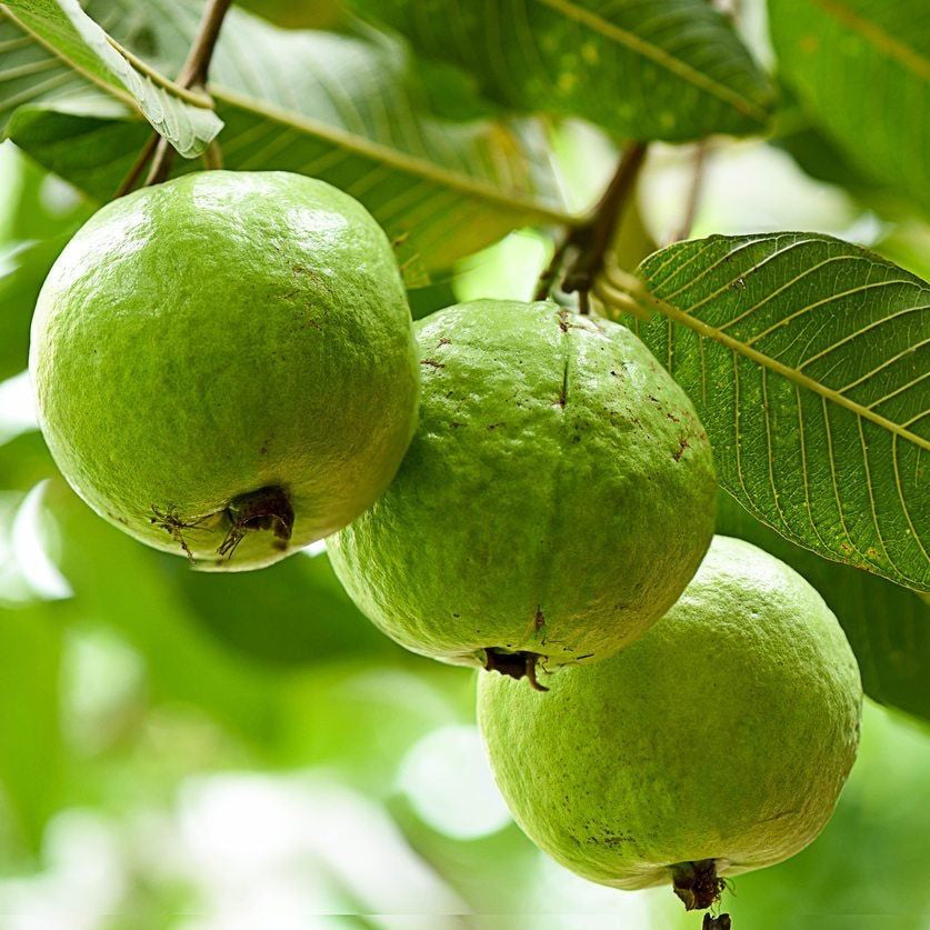 Guava Tree Seeds Fruit Tree Seeds for Home Gardens, Containers & Outdoor Growing
