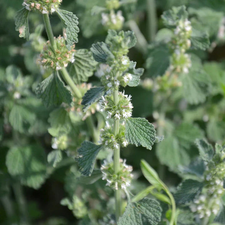 Horehound Herb Seeds | Heirloom Non-GMO Herb Seeds for Home Gardens