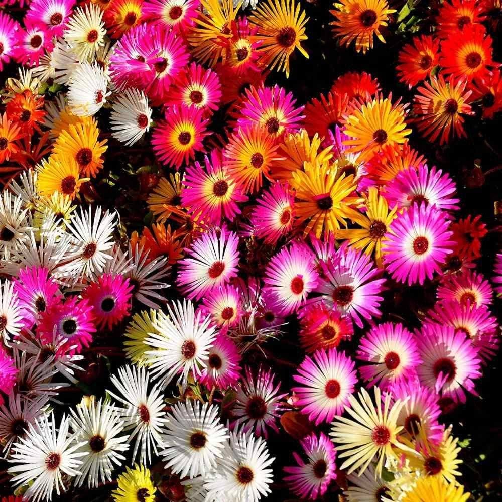 Ice Plant Seeds ¨C Drought-Tolerant Ground Cover Flower Variety