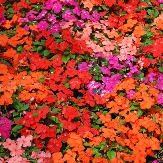 Impatiens Flower Seeds ¨C Shade-Loving Blooming Garden Variety