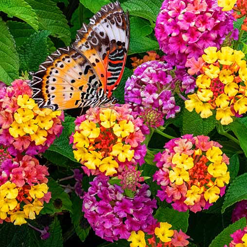 Lantana Flower Seeds ¨C Heat-Tolerant Blooming Ornamental Garden Variety