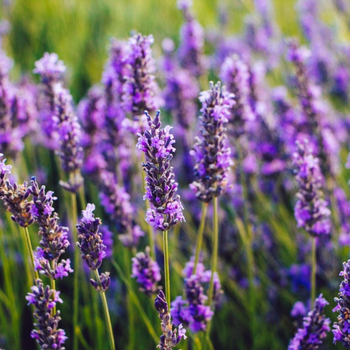 Lavender Herb Seeds | Heirloom Non-GMO Flower Seeds for Home Gardens