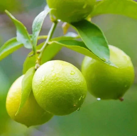 Lemon Tree Seeds - Citrus Fruiting Garden Variety for Planting, Premium Seeds | Heirloom Non-GMO