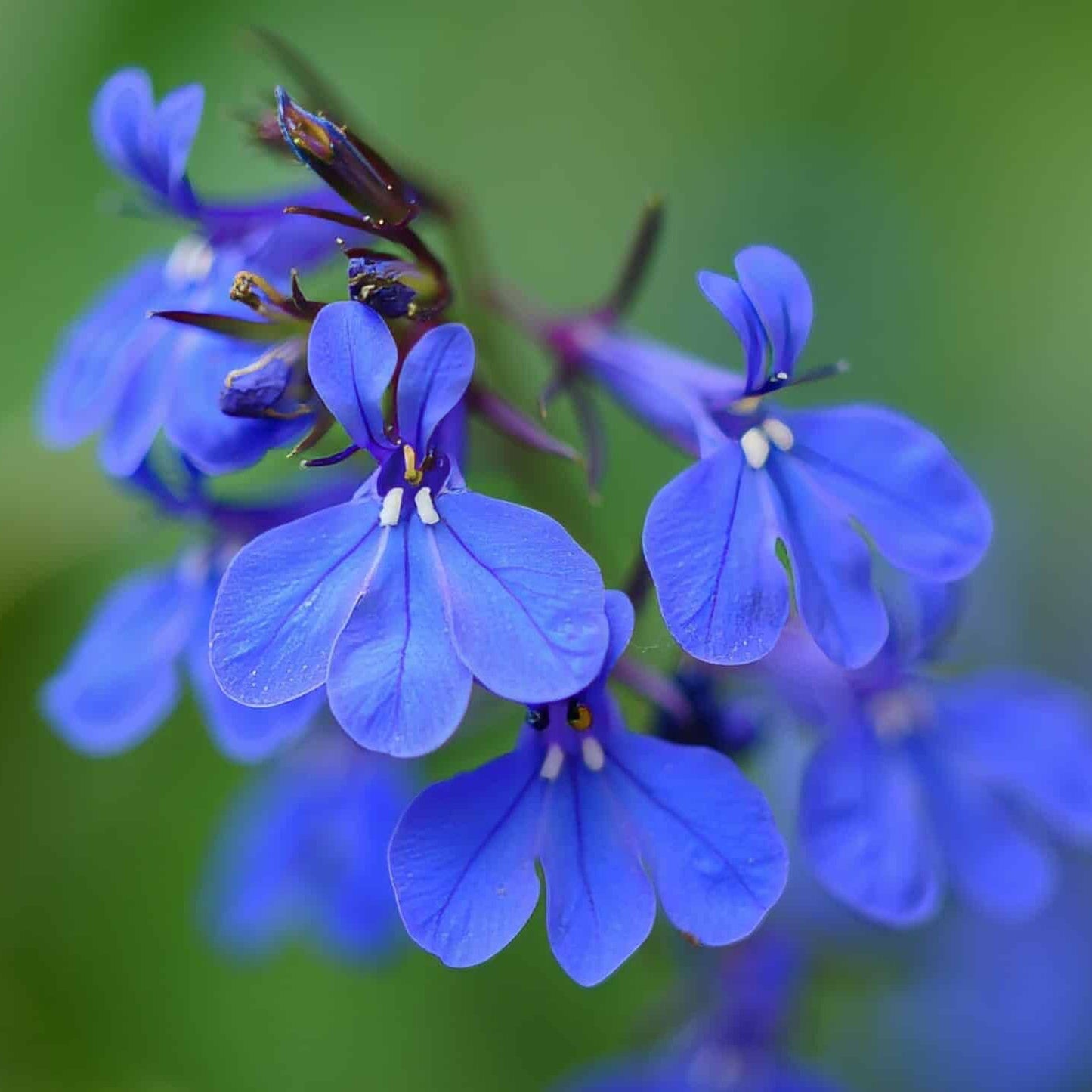 Lobelia Flower Seeds for Planting ¨C Trailing Blooming Ornamental Garden Variety Heirloom Non-GMO Seeds