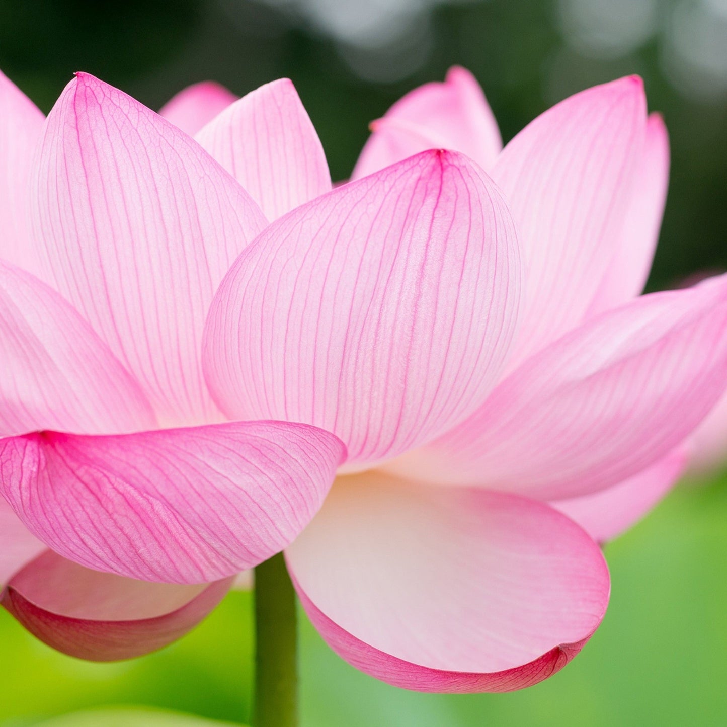 Lotus Flower Seeds for Planting ¨C Aquatic Blooming Water Garden Variety Heirloom Non-GMO Seeds