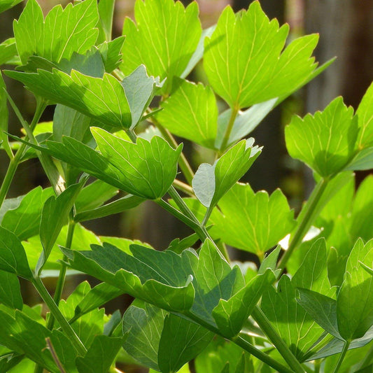 Lovage Herb Seeds | Heirloom Non-GMO Herb Seeds for Home Gardens