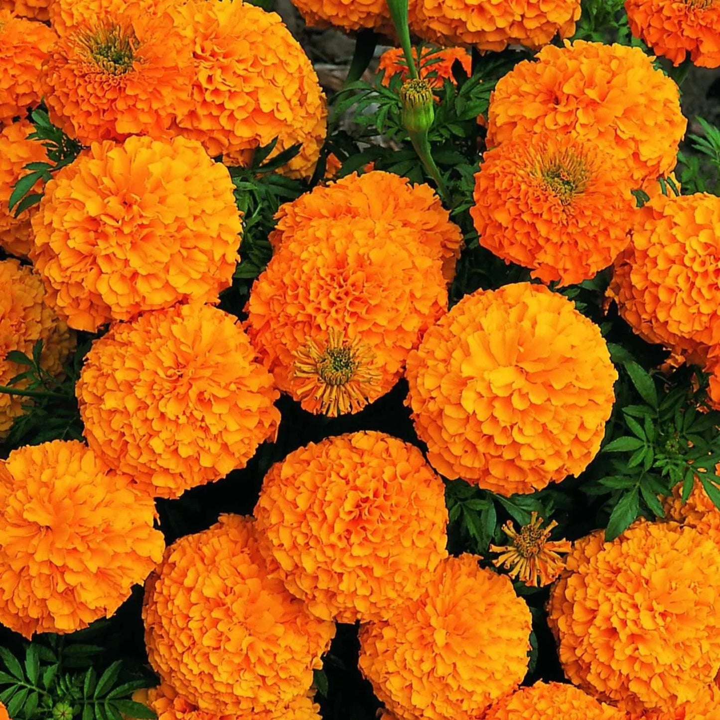 Marigold Flower Seeds ¨C Bright Annual Blooming Garden Variety