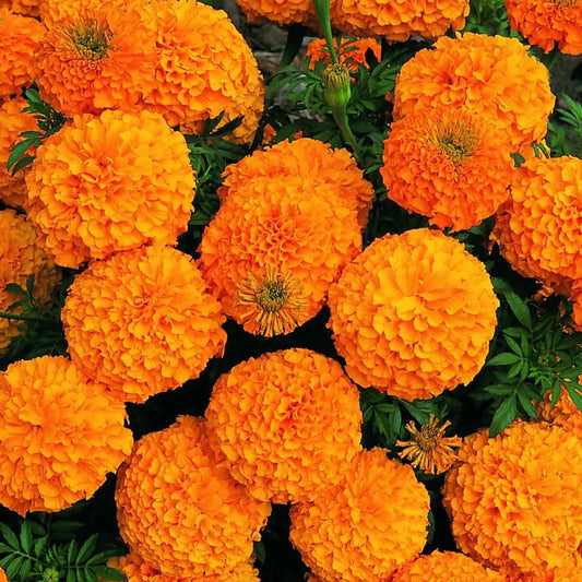 Marigold Flower Seeds ¨C Bright Annual Blooming Garden Variety