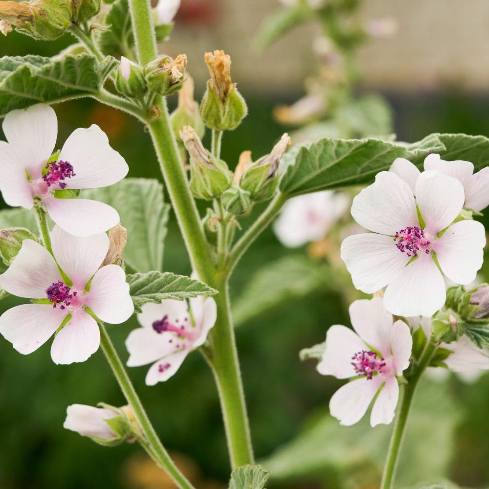 Marshmallow Herb Seeds for Planting ¨C Hardy Perennial Flowering Variety Heirloom Non-GMO Seeds