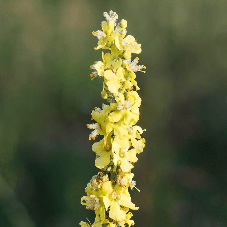 Mullein Herb Seeds | Heirloom Non-GMO Flower Seeds for Home Gardens
