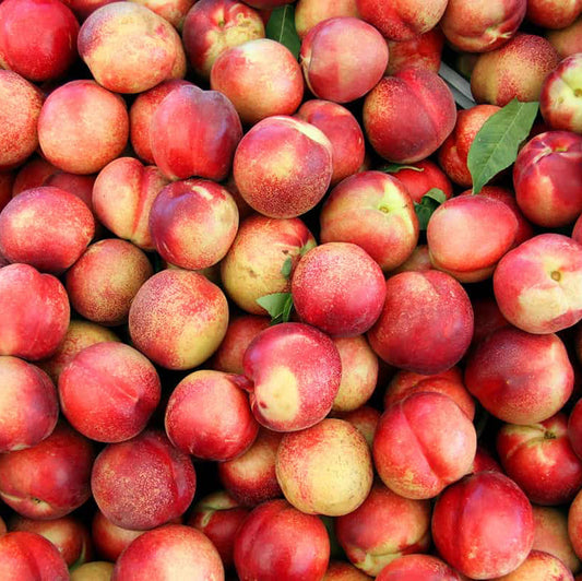 Nectarine Tree Seeds ¨C Sweet Fruiting Garden Variety