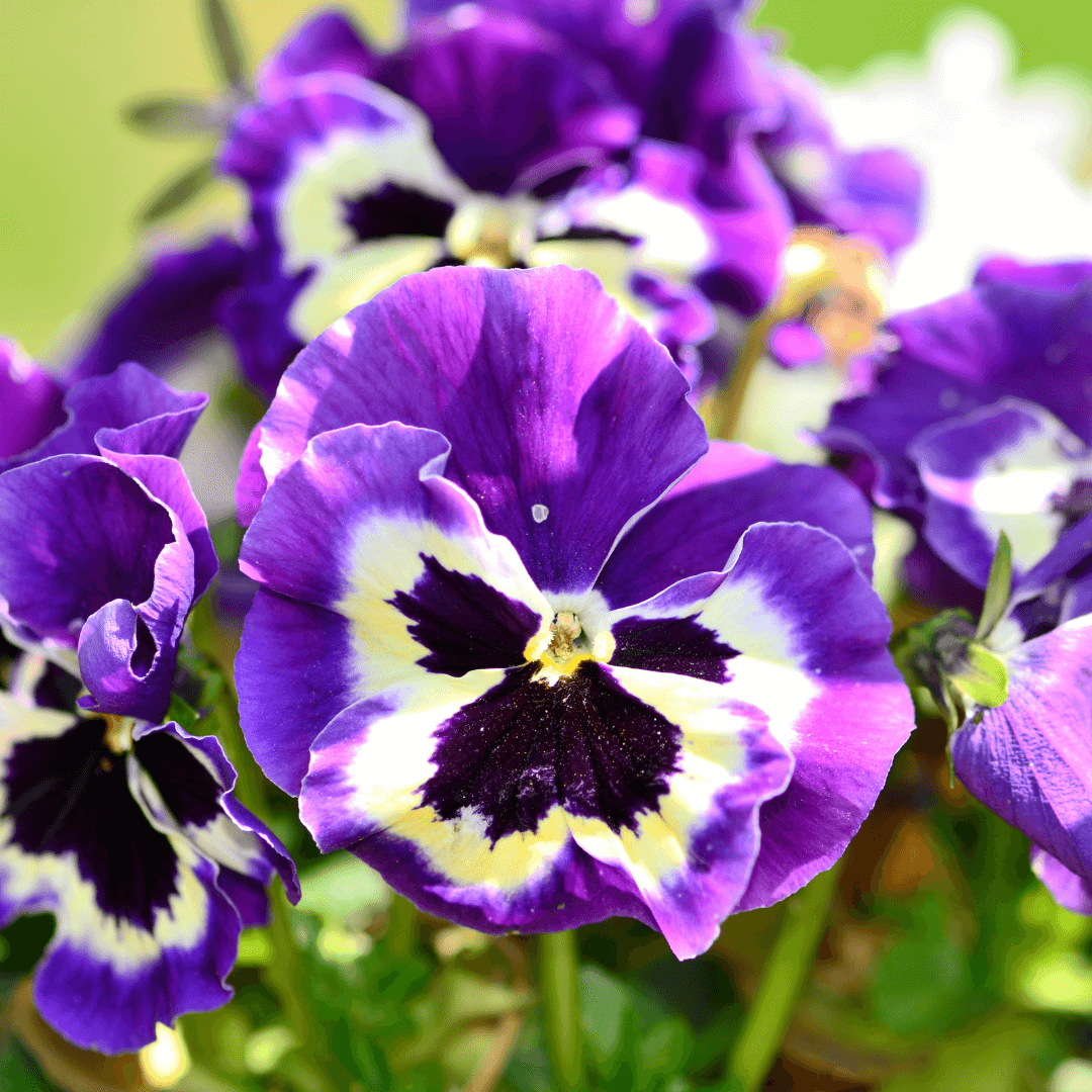 Pansy Flower Seeds ¨C Cool-Season Blooming Garden Variety