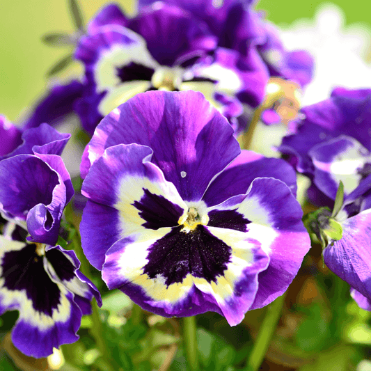 Pansy Flower Seeds ¨C Cool-Season Blooming Garden Variety