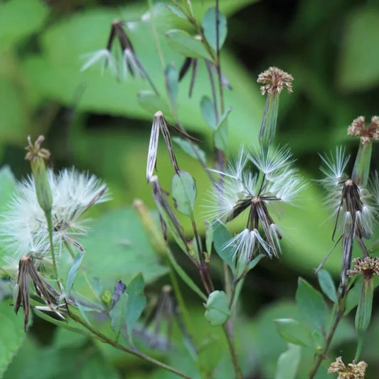 Papalo Herb Seeds | Heirloom Non-GMO Herb Seeds for Home Gardens
