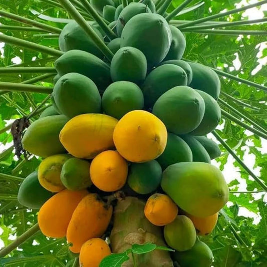 Papaya Tree Seeds ¨C Tropical Sweet Fruiting Garden Variety