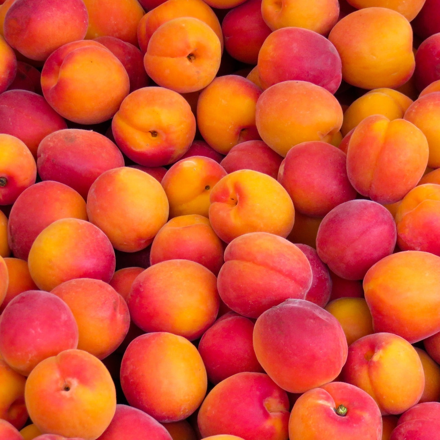 Peach Tree Seeds Fruit Tree Seeds for Home Gardens, Containers & Outdoor Growing