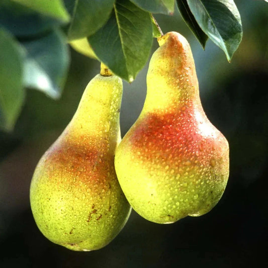 Pear Tree Seeds ¨C Hardy Fruiting Garden Variety