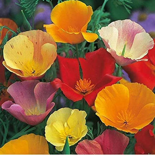 California Poppy Mix Flower Seeds for Planting ¨C Colorful Blooming Wildflower Variety Heirloom Non-GMO Seeds