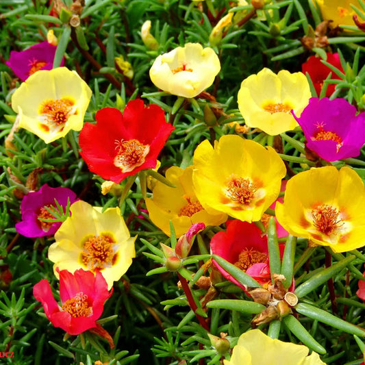 Portulaca Flower Seeds ¨C Sun-Loving Annual Blooming Variety