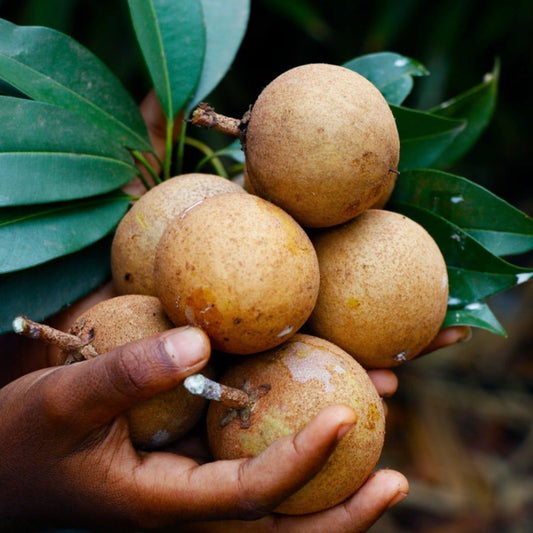 Sapota (Chikoo) Tree Seeds Fruit Tree Seeds for Home Gardens, Containers & Outdoor Growing