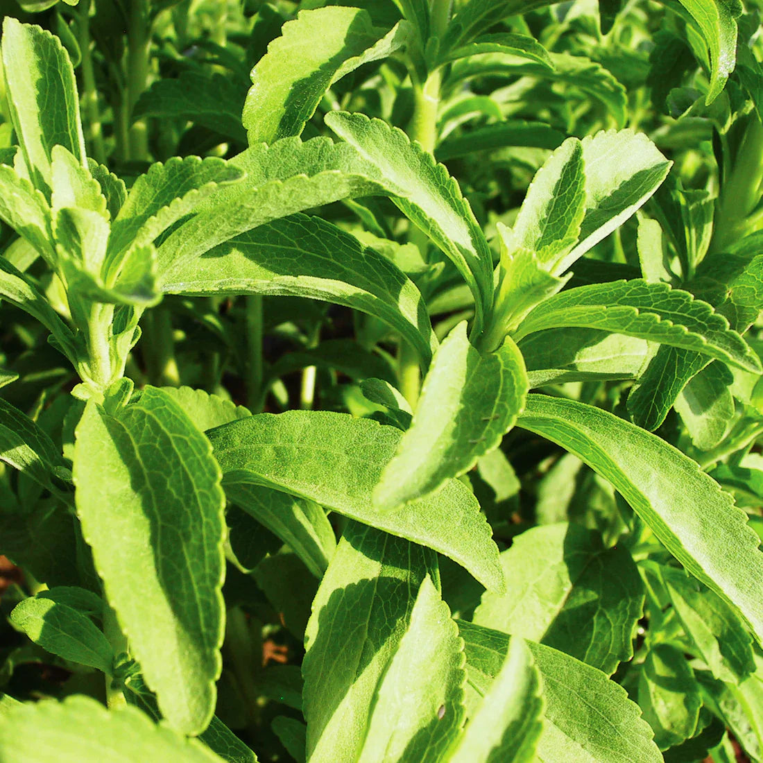 Stevia Herb Seeds | Heirloom Non-GMO Herb Seeds for Home Gardens