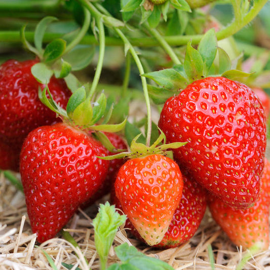 Strawberry Plant Seeds Perennial Fruit Seeds for Home Gardens, Raised Beds & Containers