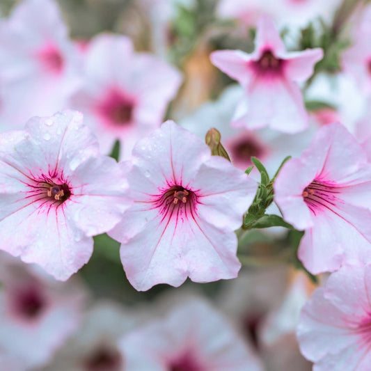 Supertunia Flower Seeds for Planting ¨C Premium Hybrid Trailing Garden Variety Heirloom Non-GMO Seeds