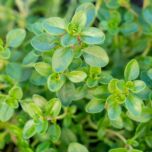 Thyme Herb Seeds | Heirloom Non-GMO Herb Seeds for Home Gardens