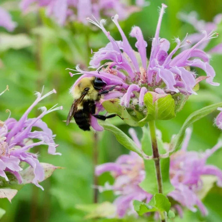 Wild Bergamot Seeds | Heirloom Non-GMO Flower Seeds for Home Gardens