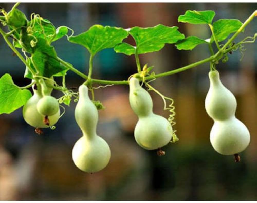 Calabash Long Squash Lagenaria siceraria Seeds for Planting for Vegetable Patch for Planting, Premium Seeds | Heirloom N