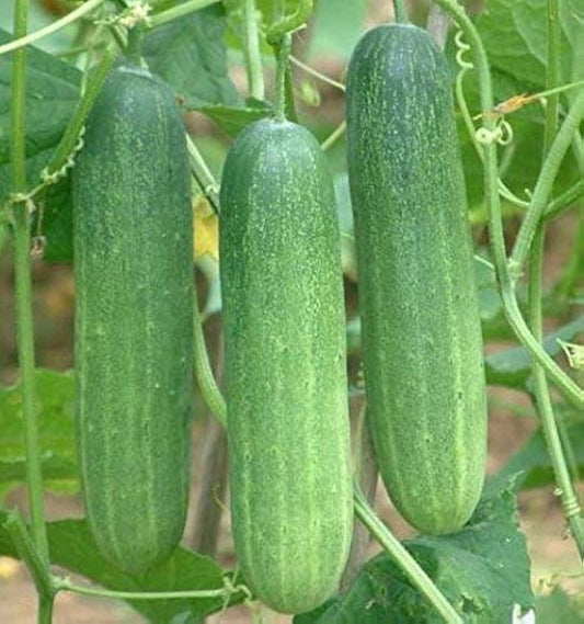 Calypso Cucumber Cucumis sativus Vegetable Seeds for Planting in Vegetable Patch and Garden for Planting, Premium Vegeta