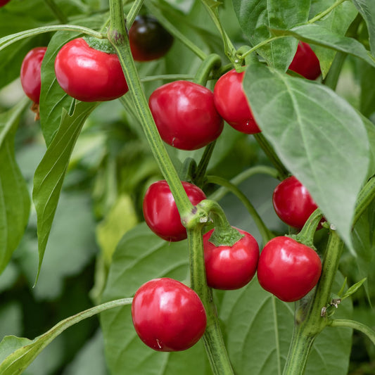 Cherry Pepper Seeds for Planting Capsicum Annuum patio garden spice corner for Planting, Premium Vegetable Seeds | Heirl