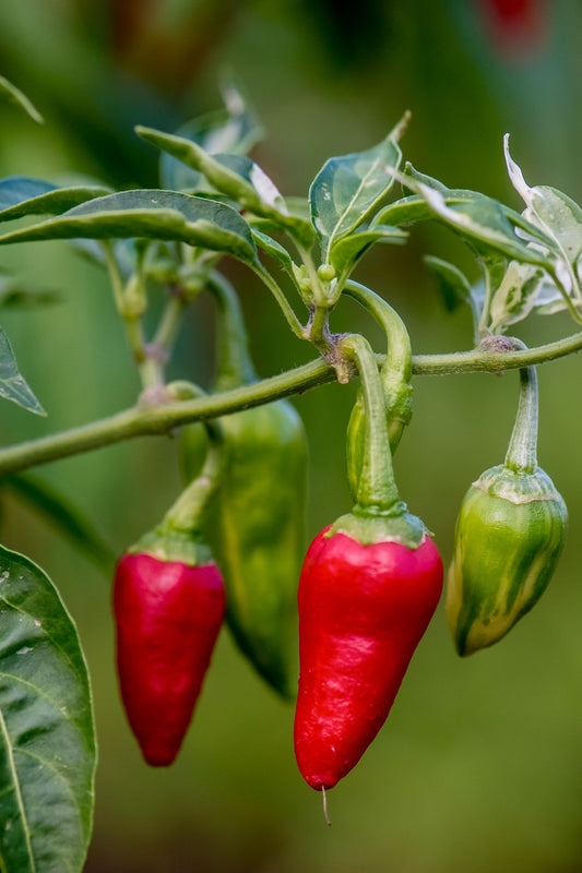 Pepper Seeds for Planting Capsicum Annuum vegetable patch urban garden for Planting, Premium Vegetable Seeds | Heirloom