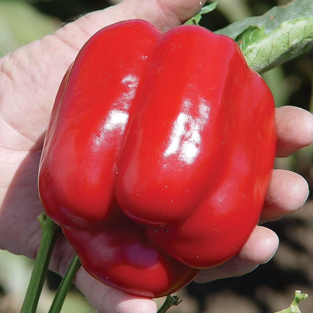 Pepper Capsicum spp. Vegetable Seeds for Planting in Vegetable Patch Heirloom Non-GMO Seeds