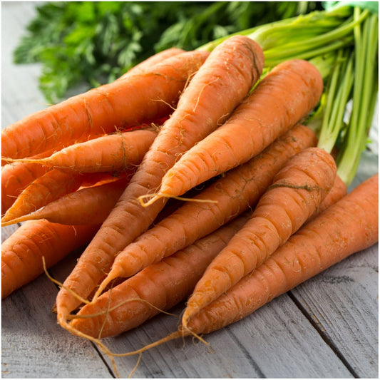 Carrot Daucus carota Vegetable Seeds for Planting in Vegetable Patch and Garden for Planting, Premium Vegetable Seeds |