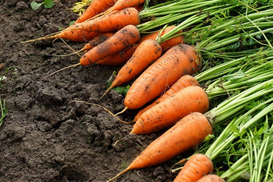 Carrot Daucus carota Seeds for Planting in Vegetable Patch and Garden for Planting, Premium Vegetable Seeds | Heirloom N