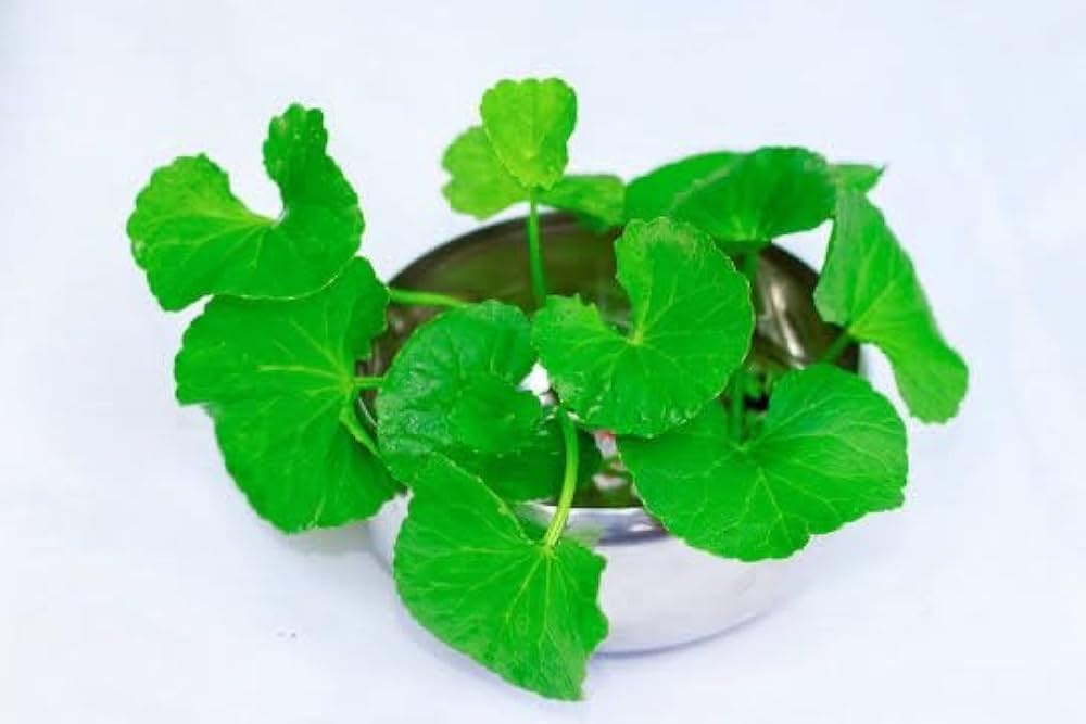 Centella Asiatica Centella Asiatica Seeds for Planting for Herb Garden | Heirloom Non-GMO Herb Seeds for Home Gardens