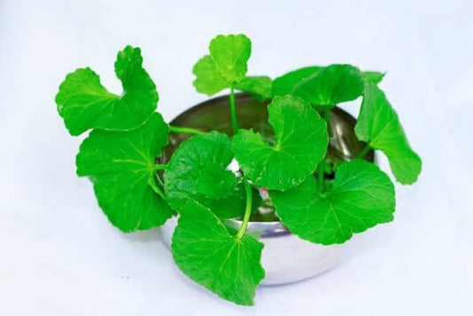 Centella Asiatica Centella Asiatica Seeds for Planting for Herb Garden | Heirloom Non-GMO Herb Seeds for Home Gardens