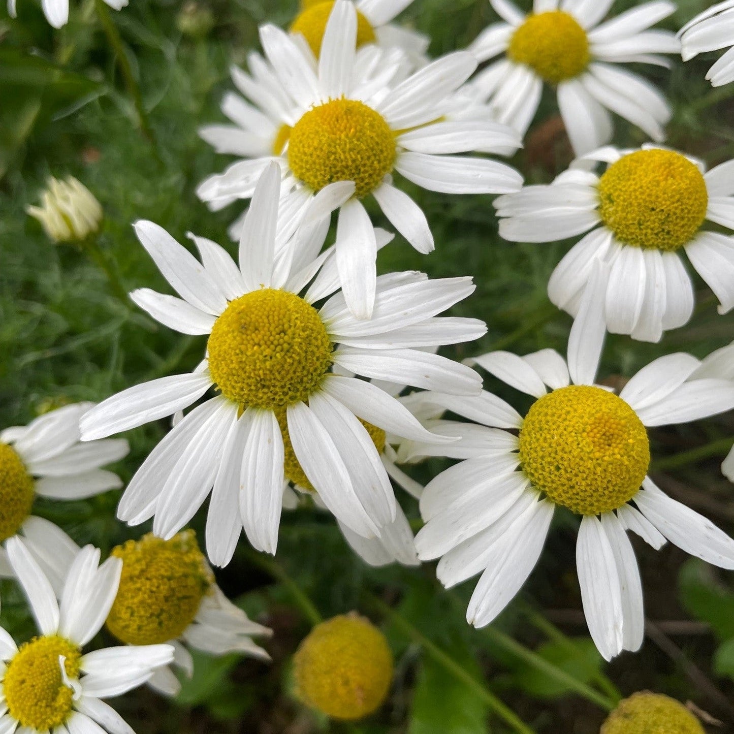 Chamomile Seeds ¨C Fragrant Flowering Herb Variety