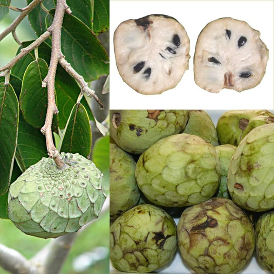 Annona Annona cherimola Fruit Seeds for Planting for Tropical Garden Fruit Seeds for Home Gardens, Containers & Outdoor Growing