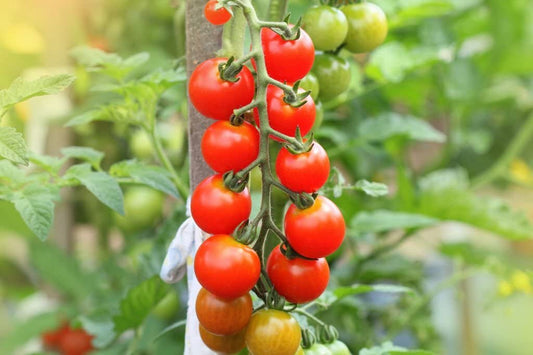 Cherry Tomato Solanum lycopersicum Vegetable Seeds for Planting for Vegetable Patch for Planting, Premium Vegetable Seed