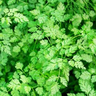 Chervil Herb Seeds | Heirloom Non-GMO Herb Seeds for Home Gardens