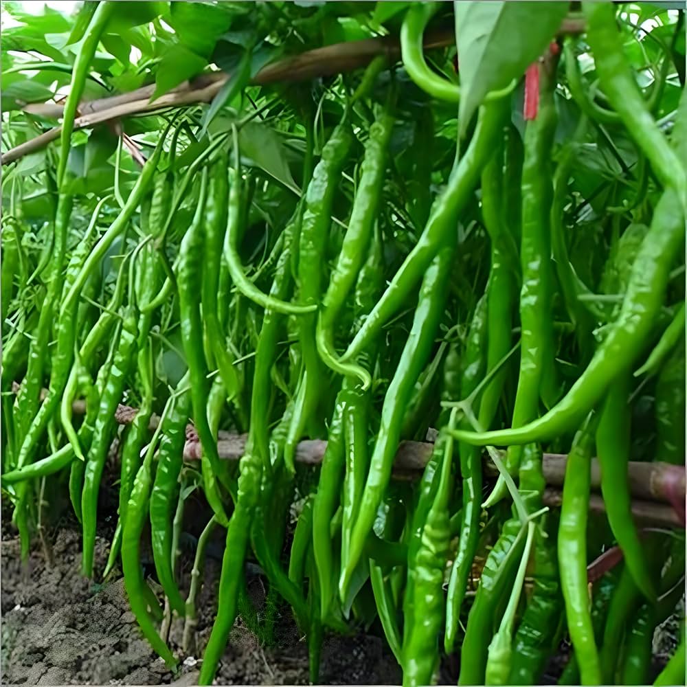 Chili Pepper Capsicum Annuum Seeds for Planting, Premium Vegetable Seeds | Heirloom Non-GMO