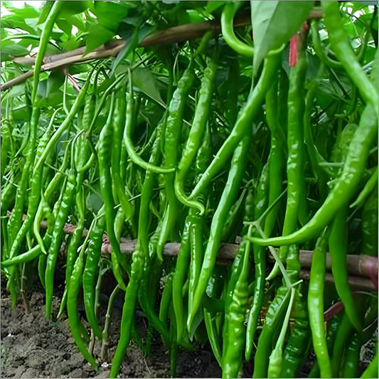 Chili Pepper Capsicum Annuum Seeds for Planting, Premium Vegetable Seeds | Heirloom Non-GMO