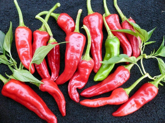 Chimayo Heirloom Pepper Seeds for Planting, Vegetable Seeds | Heirloom Non-GMO