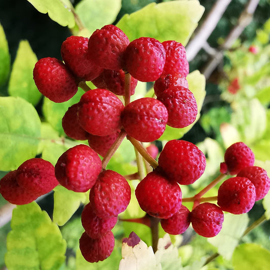 Chinese Ash Pepper Seeds for Planting Zanthoxylum Bungeanum herbal garden edible landscape for Planting, Premium Vegetab