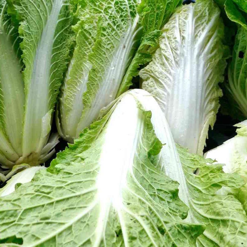 Chinese Cabbage Seeds - Napa Garden Variety for Planting, Premium Vegetable Seeds | Heirloom Non-GMO